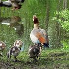 Nilgänse am Ludwigsteich. Bessunger Forst, bei Darmstadt