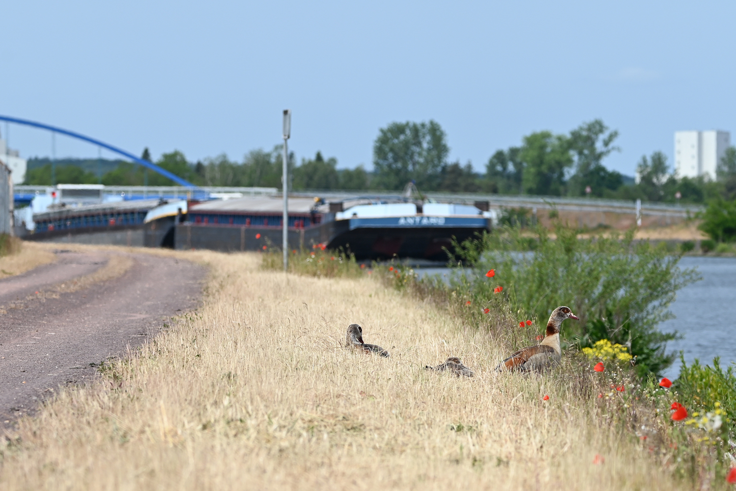 Nilgänse am Mittellandkanal