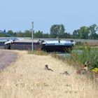 Nilgänse am Mittellandkanal