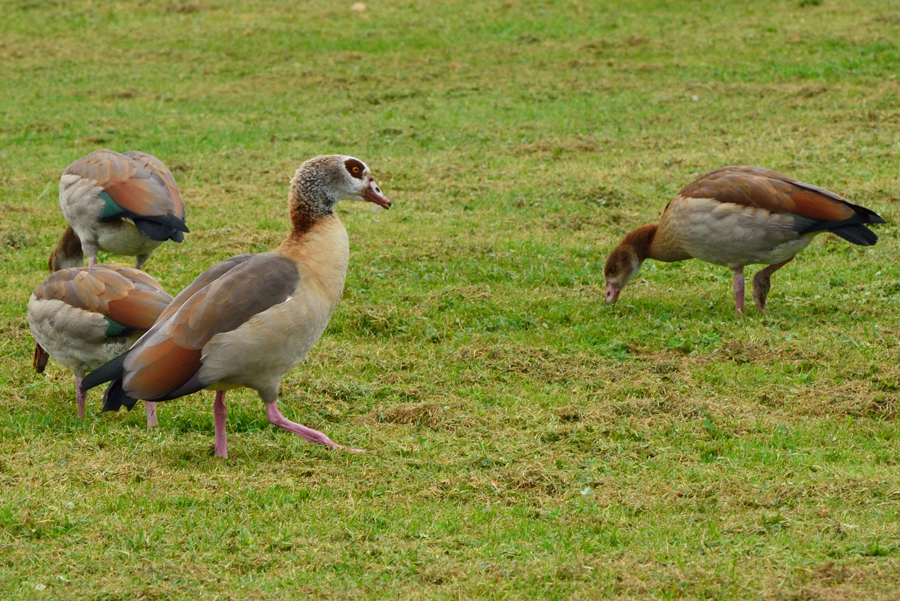 Nilgänse am Niederrhein