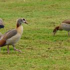 Nilgänse am Niederrhein