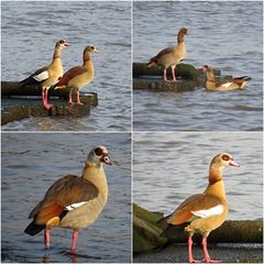 Nilgänse am NO Kanal