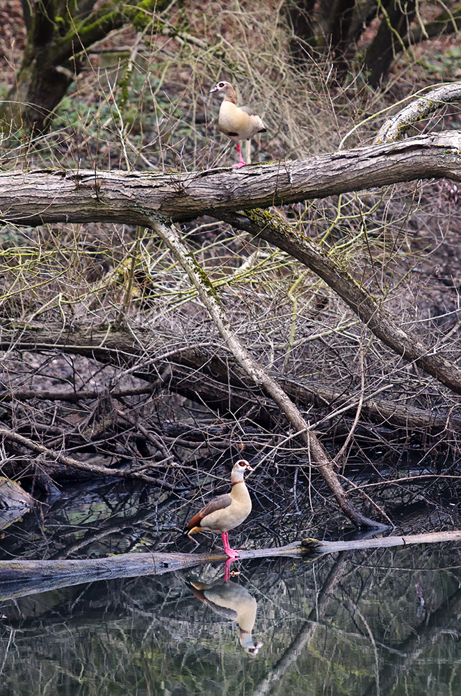 Nilgänse am Rhein