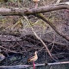 Nilgänse am Rhein