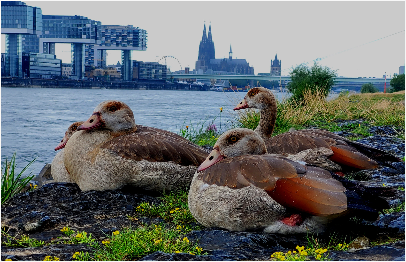 Nilgänse am Rhein...