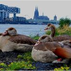 Nilgänse am Rhein...