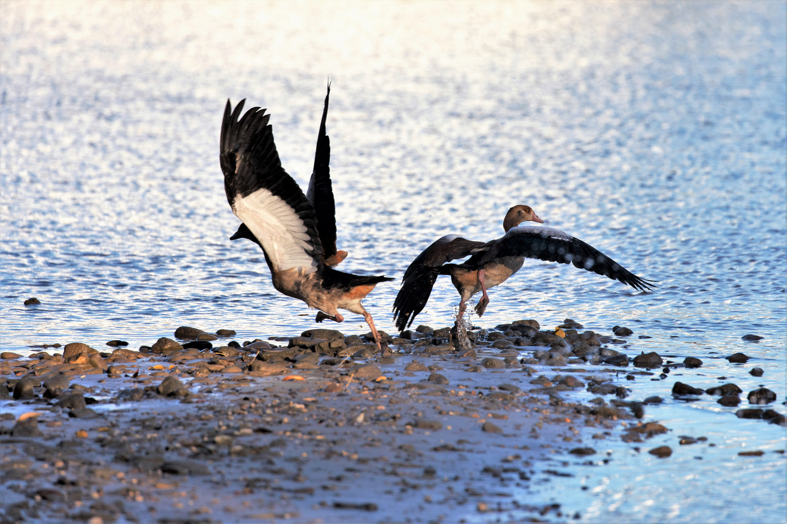 Nilgänse am Rhein in Sürth