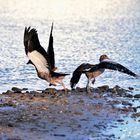 Nilgänse am Rhein in Sürth