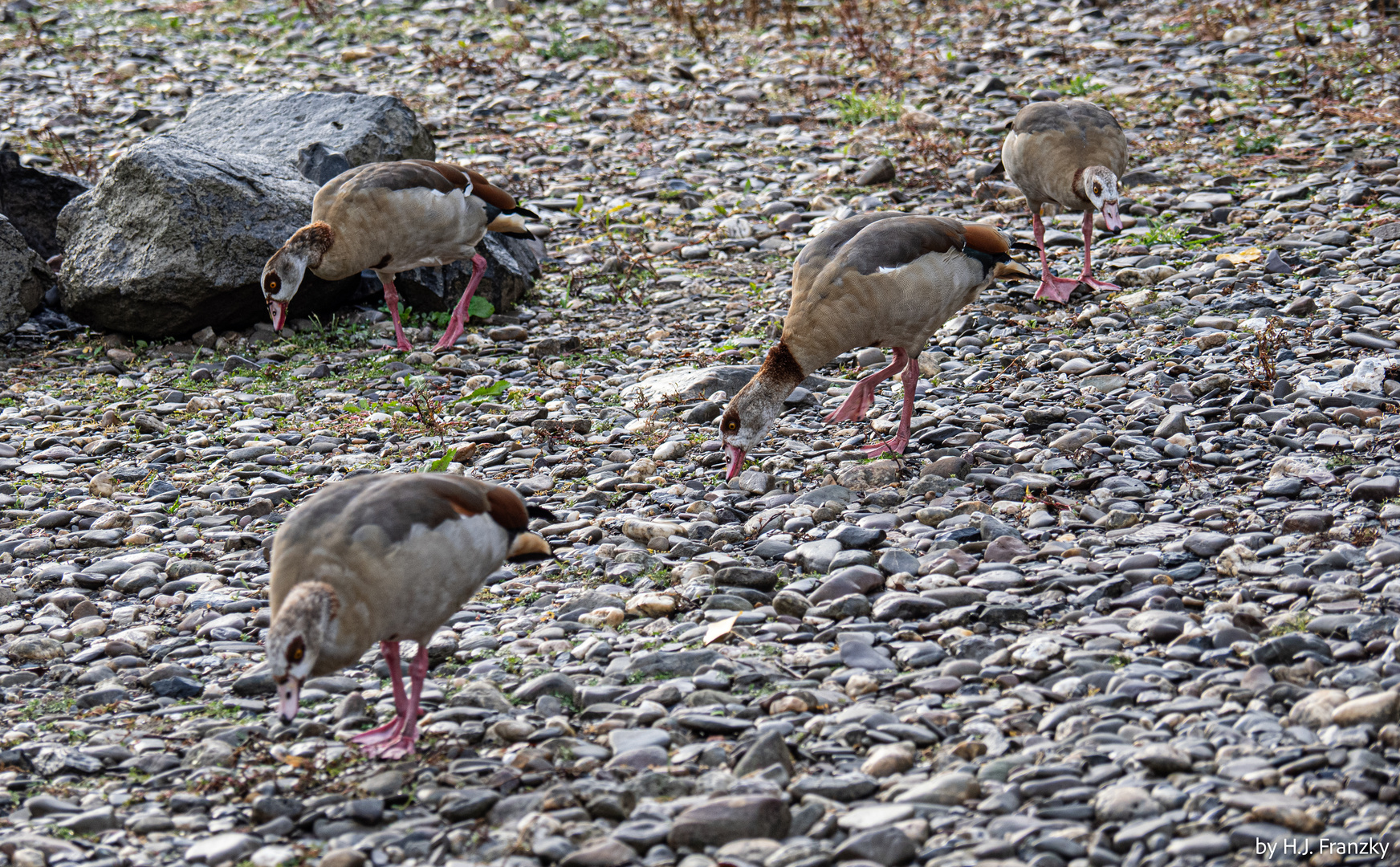 Nilgänse am Rheinufer...