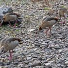 Nilgänse am Rheinufer...