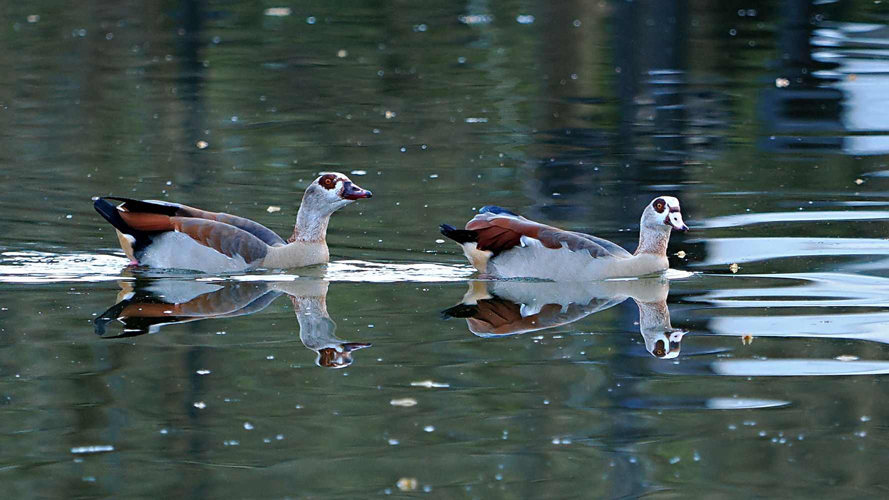 Nilgänse, am späten Abend...