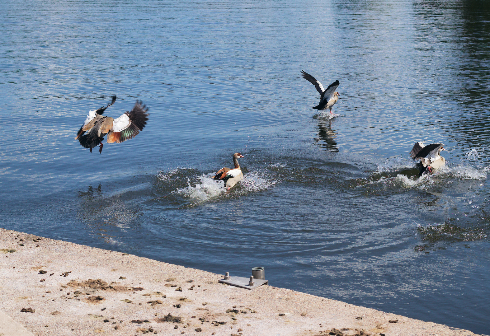 Nilgänse am Start