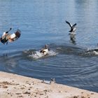 Nilgänse am Start