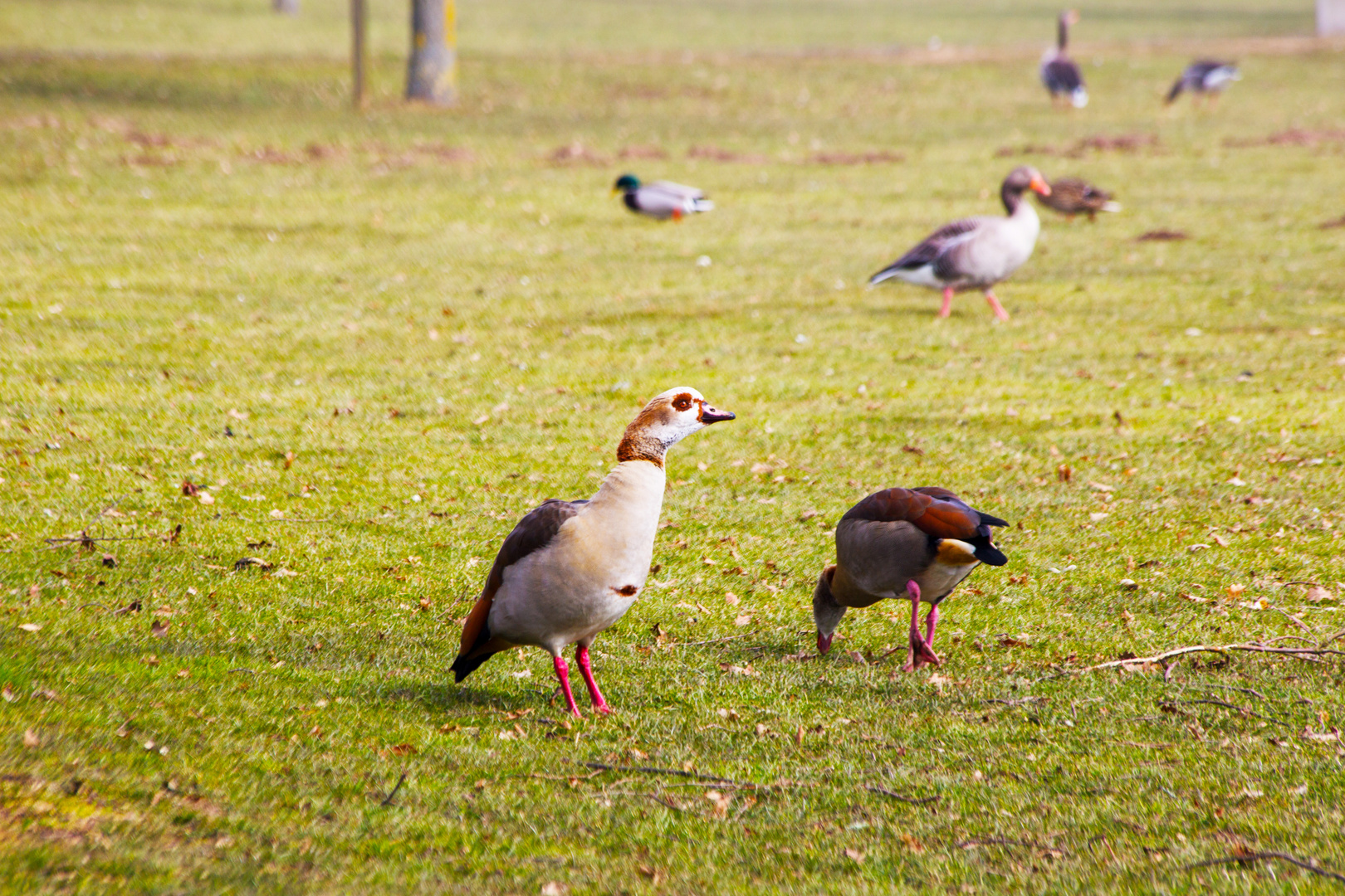 Nilgänse am Stausee Ehmetsklinge