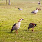 Nilgänse am Stausee Ehmetsklinge