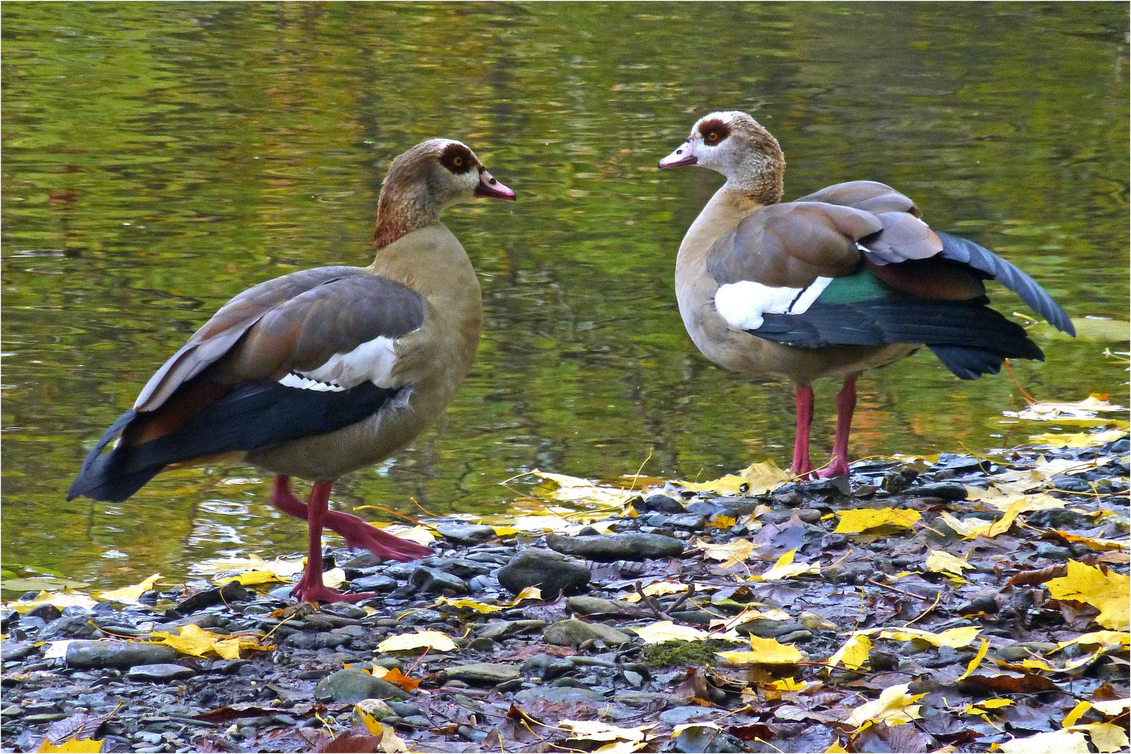 Nilgänse am Ufer des Saynbaches im Schlosspark Bendorf-Sayn