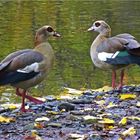 Nilgänse am Ufer des Saynbaches im Schlosspark Bendorf-Sayn