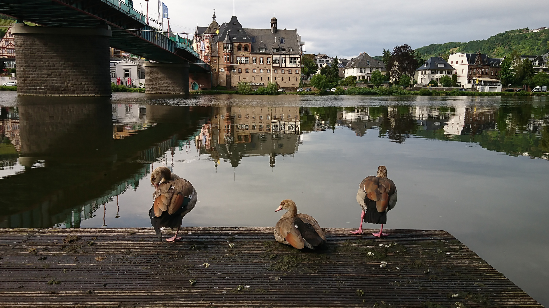 Nilgänse am Ufer, Traben-Trarbach 