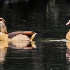 Nilgänse am Zeuterner See