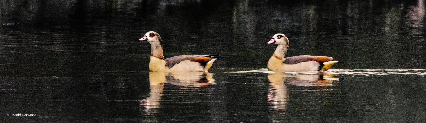 Nilgänse am Zeuterner See