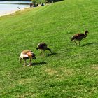 Nilgänse an der Ehmetsklinge