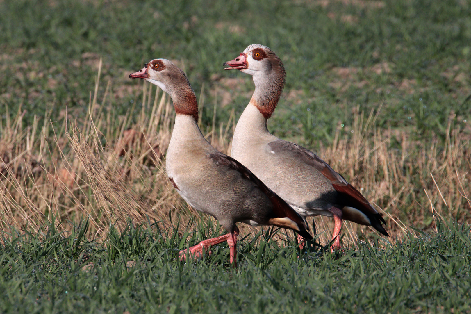 Nilgänse an der Elbe