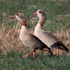 Nilgänse an der Elbe