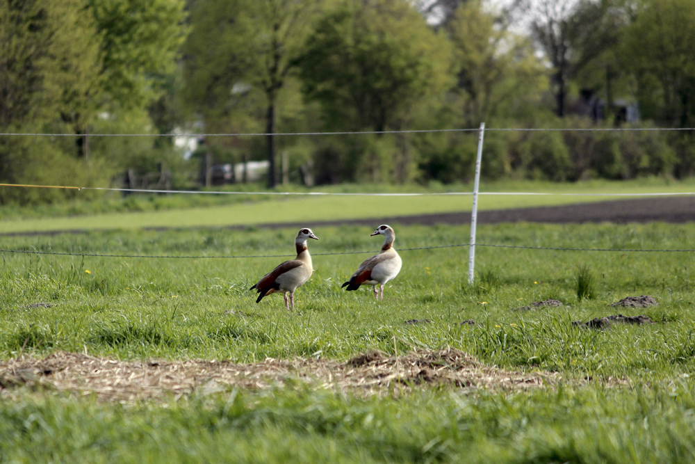 Nilgänse an der Fuhse