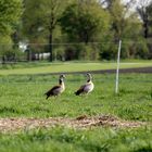 Nilgänse an der Fuhse