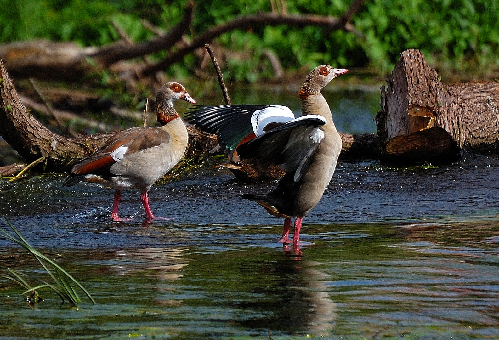 Nilgänse an der Fulda