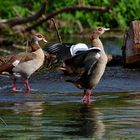 Nilgänse an der Fulda