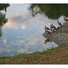 ~~Nilgänse an der Lahn~~