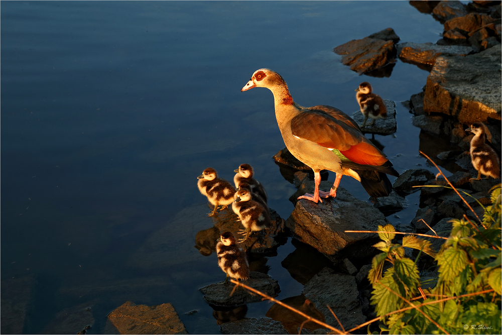 Nilgänse an der Lahn