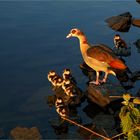 Nilgänse an der Lahn