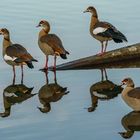 Nilgänse an der Saar