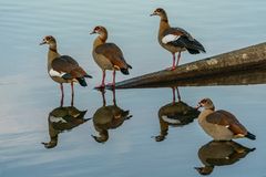 Nilgänse an der Saar