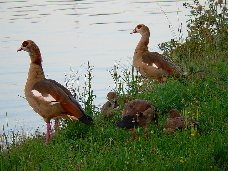 Nilgänse an der Saar