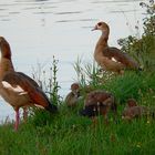 Nilgänse an der Saar