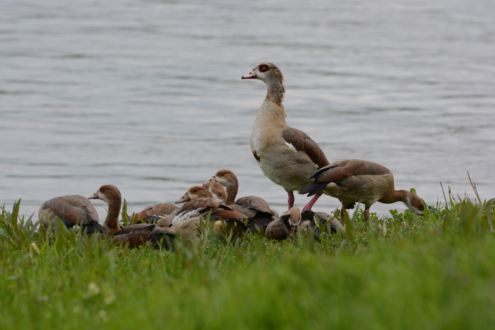 Nilgänse an der Weser mit Nachwuchs