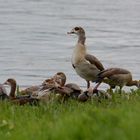 Nilgänse an der Weser mit Nachwuchs