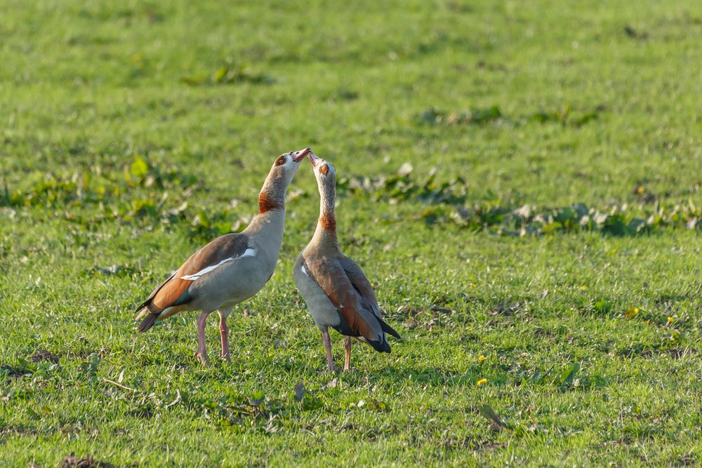 Nilgänse Annäherung