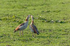 Nilgänse Annäherung