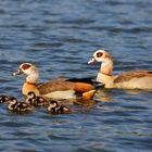 Nilgänse auf dem Bruchsee