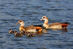 Nilgänse auf dem Bruchsee