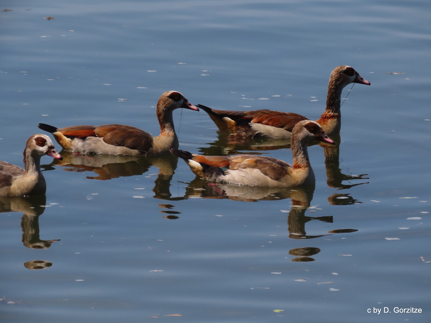 Nilgänse auf dem Neckar !