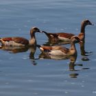 Nilgänse auf dem Neckar !