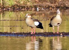 Nilgänse auf der Ems