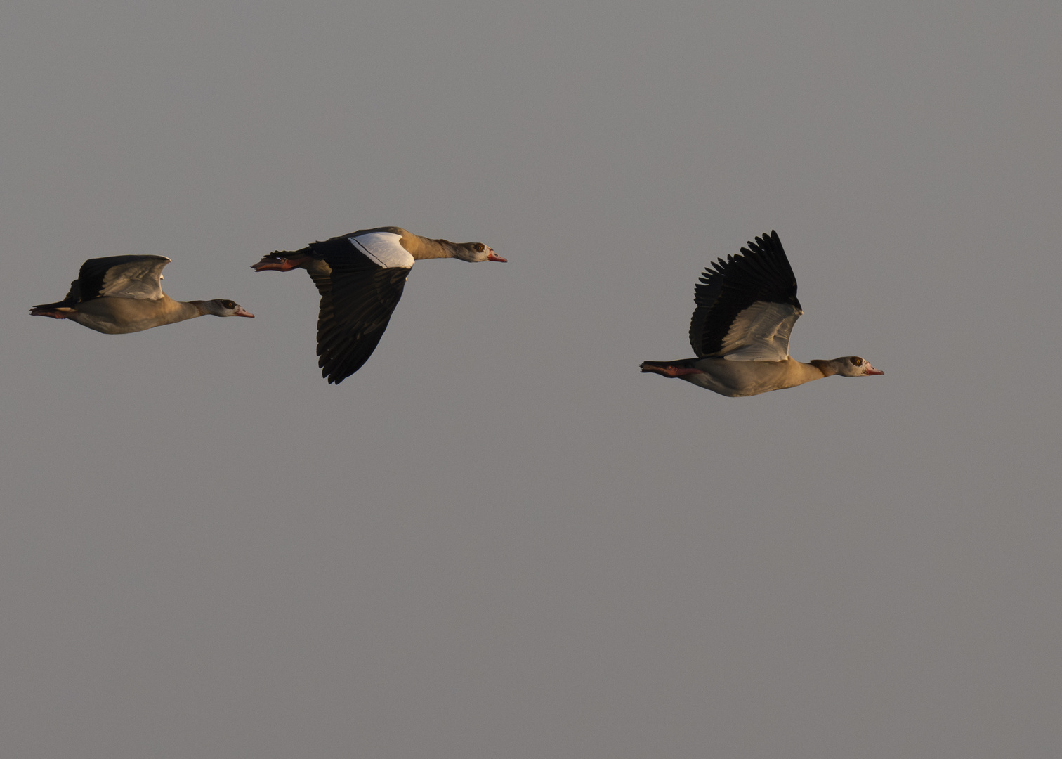 Nilgänse auf der Morgenrunde