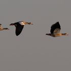 Nilgänse auf der Morgenrunde