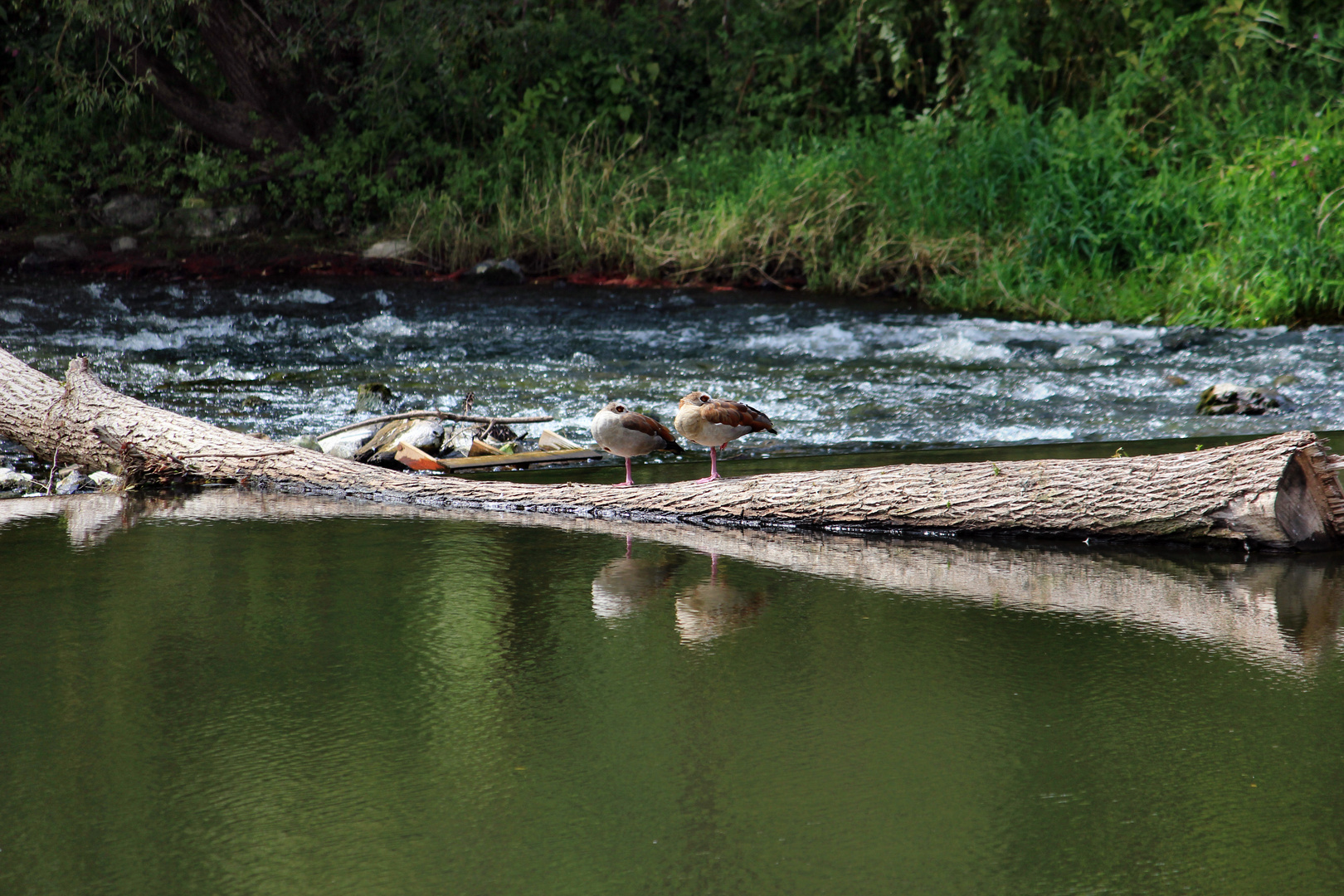 Nilgänse auf einem Bein